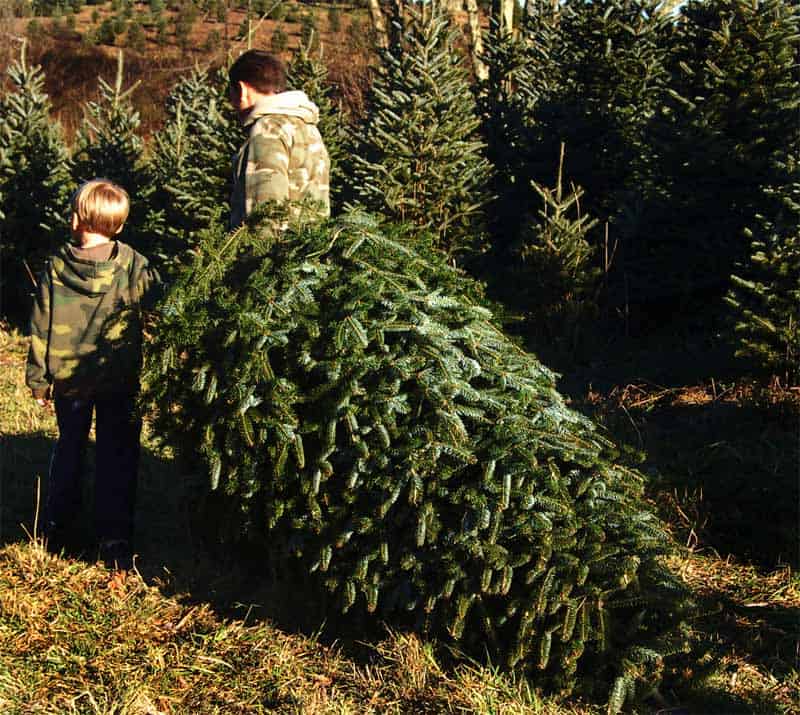 Père et fils achètent un sapin de Noël.