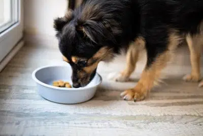 L'alimentation du chien