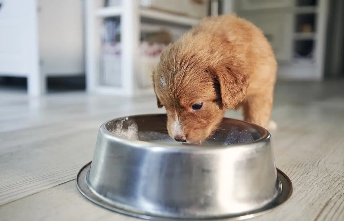 L'alimentation du chiot