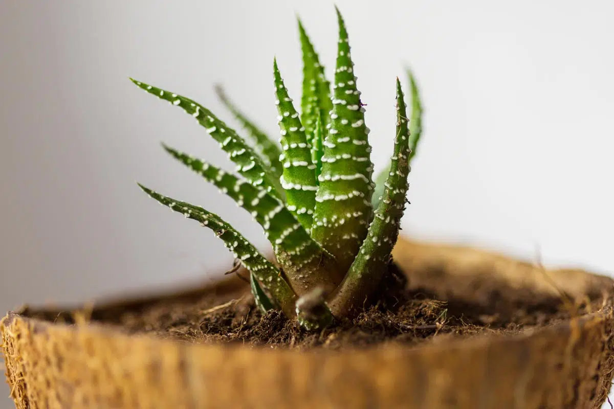 Aloe Vera