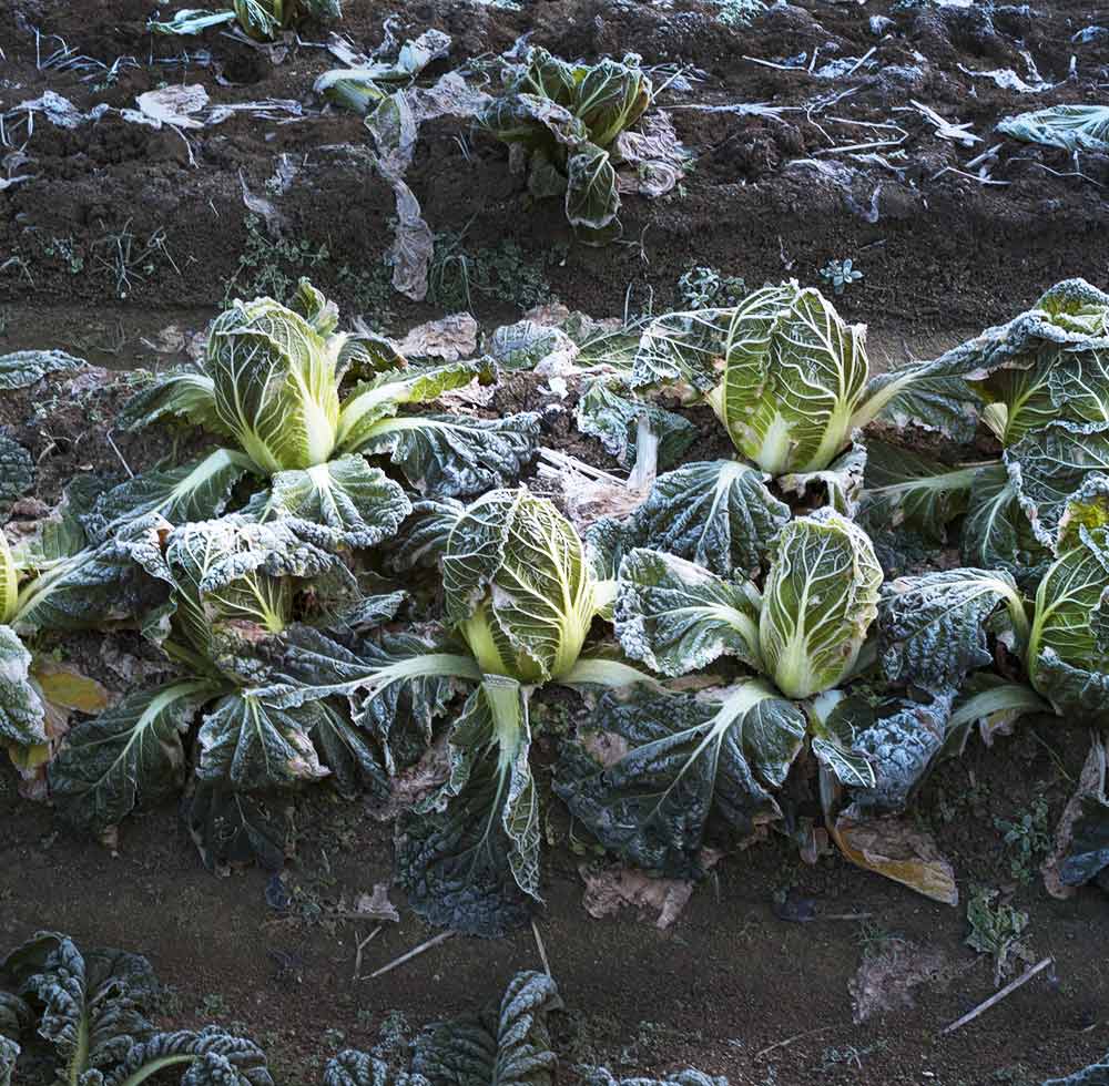 Potager en hiver avec des légumes rustiques.