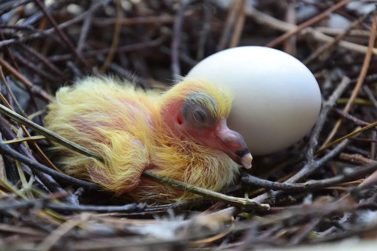 Bébé pigeon dans le nid