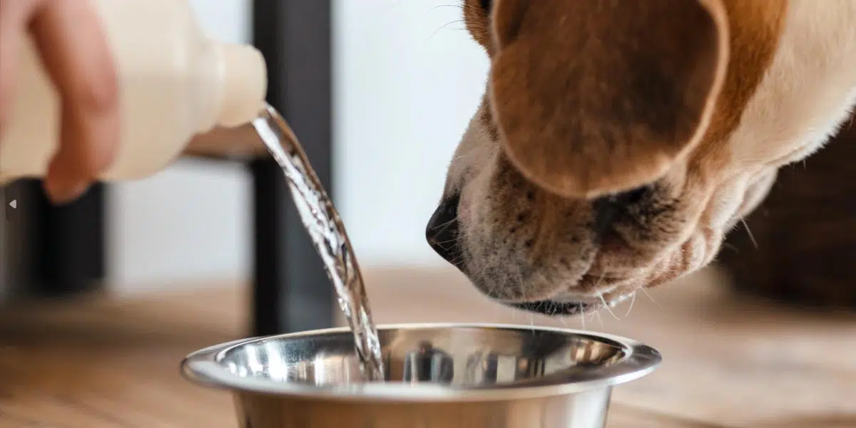 Chien boit de l'eau