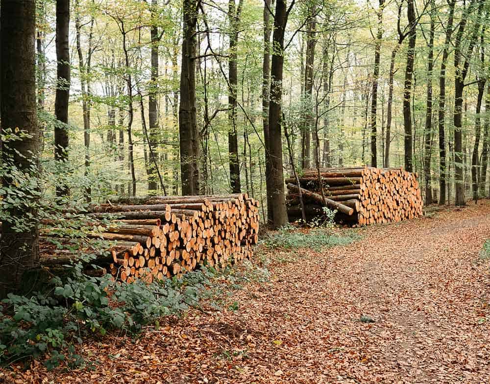 Le bois des forêts communales peut être donner gratuitement.