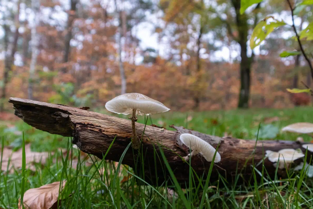 Champignons blancs sur du bois mort en forêt.