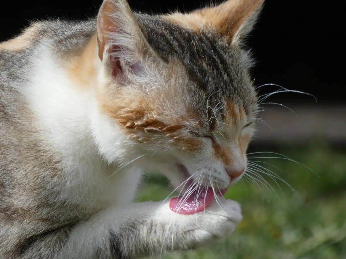 Boule de poils chez le chat