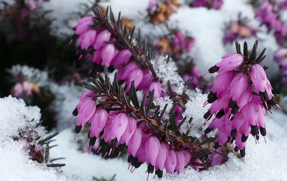 Bruyères d'hiver