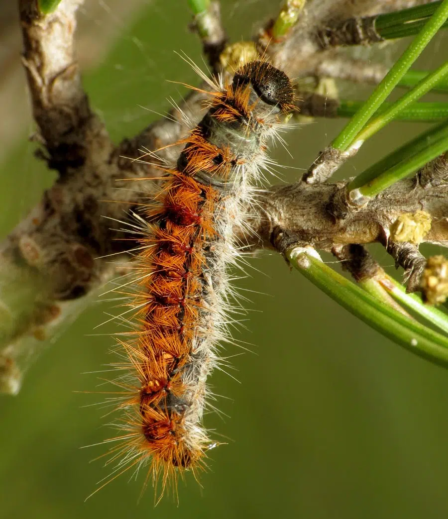 La chenille processionnaire du pin.