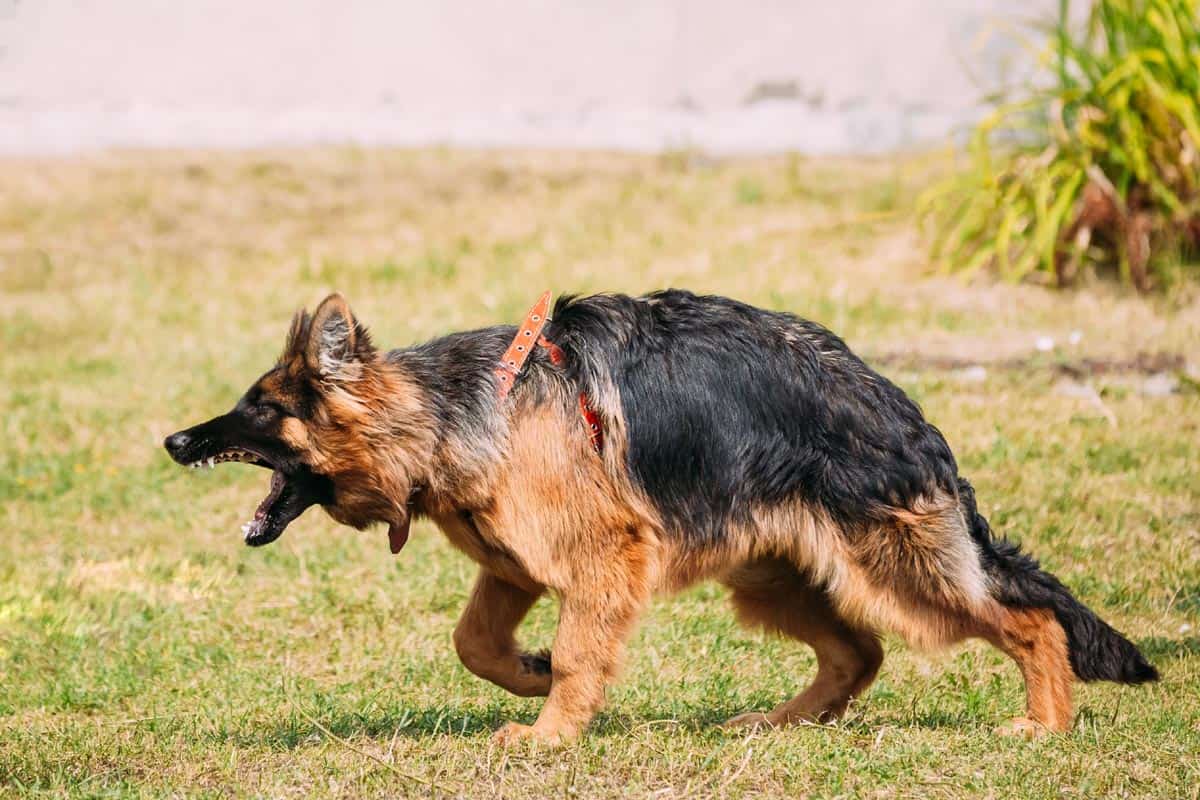 Comportement d'un chien agressif
