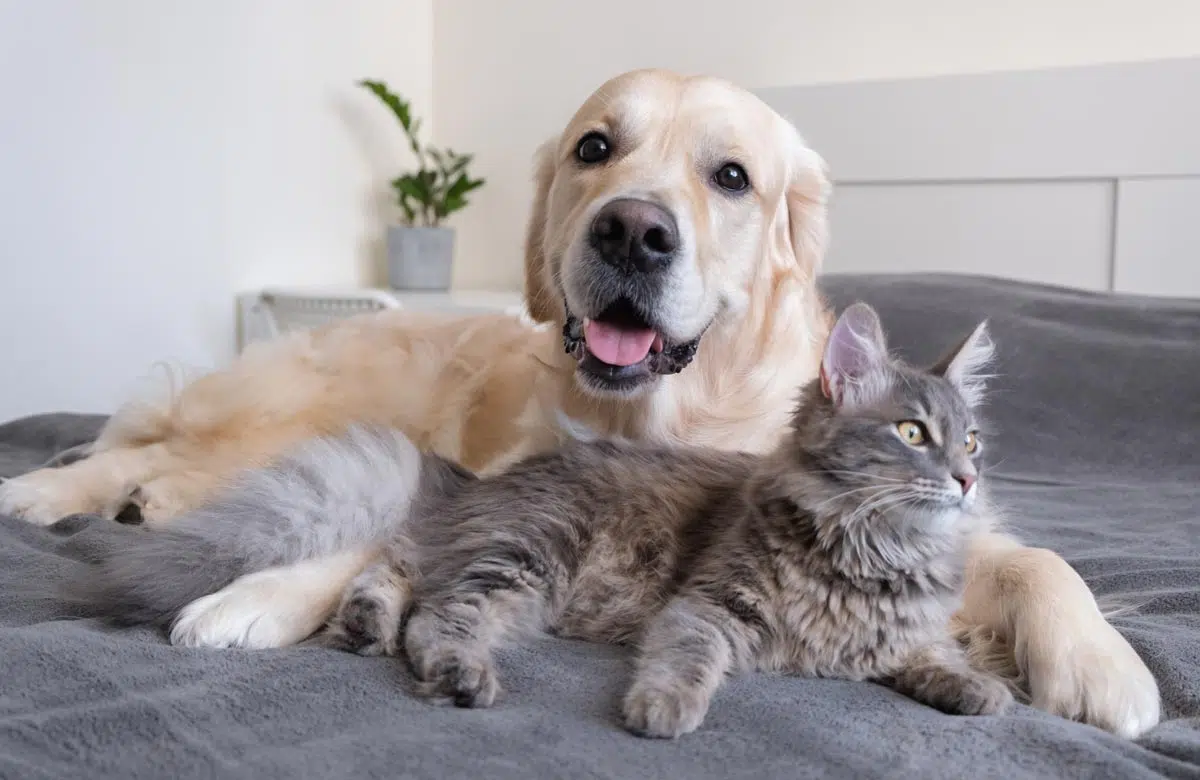 Les animaux de compagnie