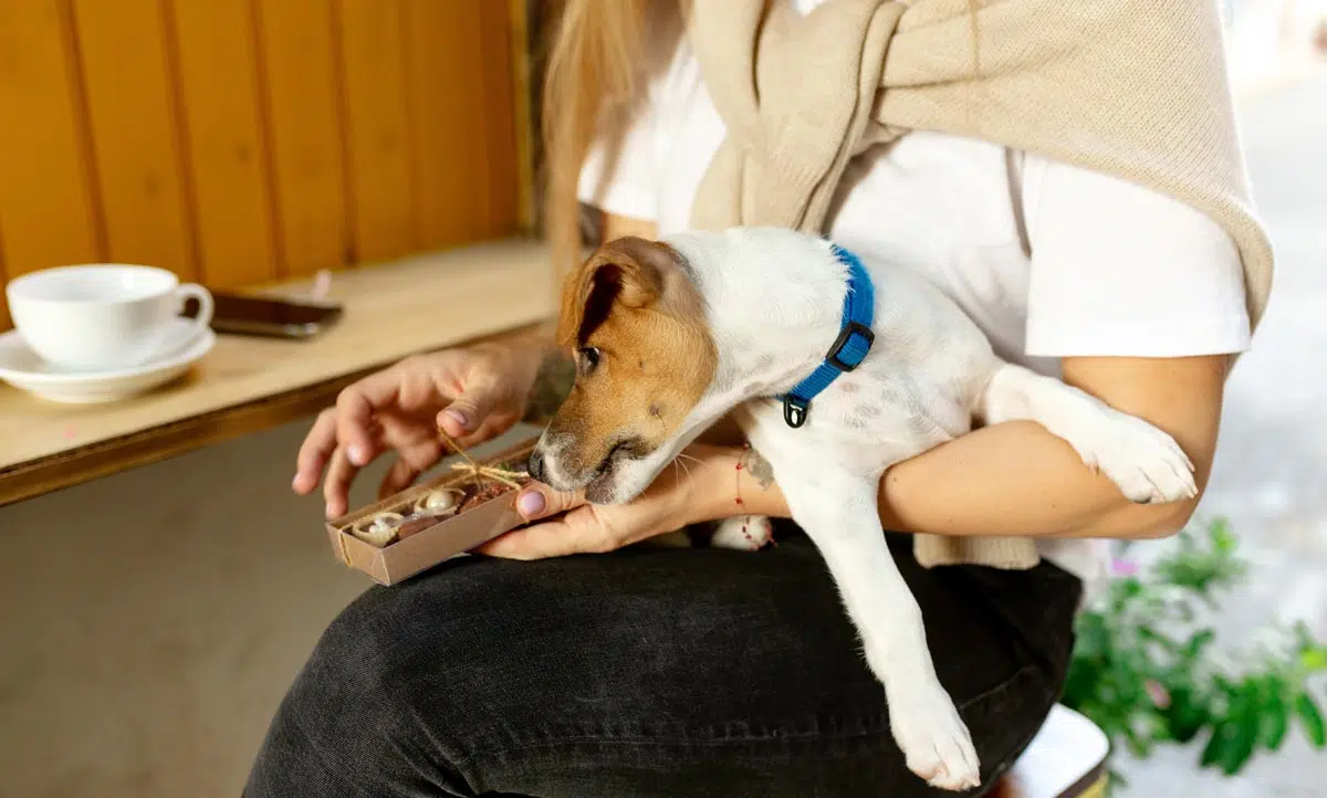 Chien et chocolat ne font pas bon ménage 