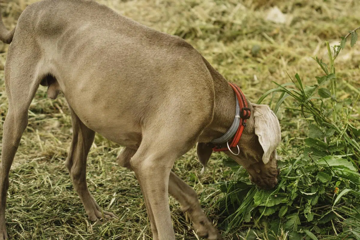 Chien mange ses excréments