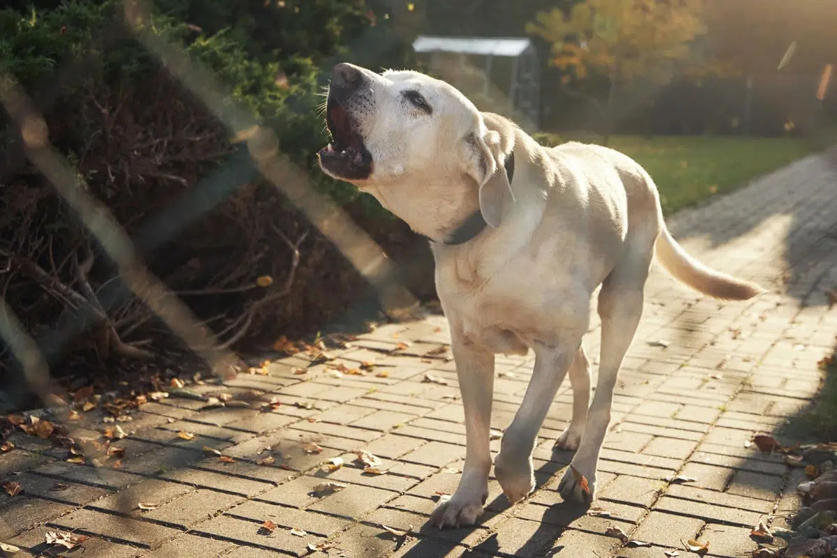 Chien qui aboie pour défendre son territoire