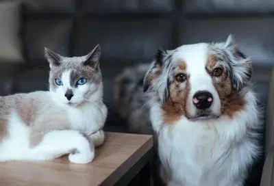 Chiens et chats : les 5 questions que tout le monde se pose