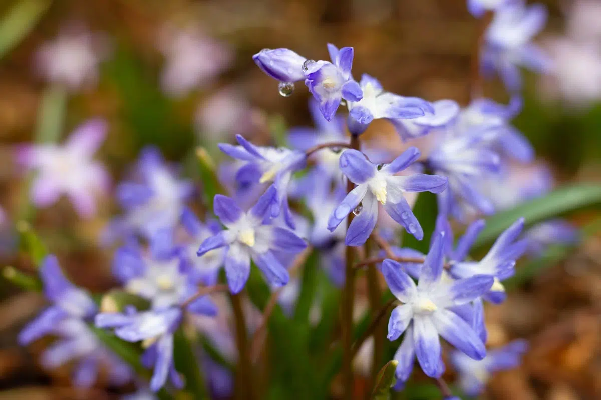 Chionodoxa