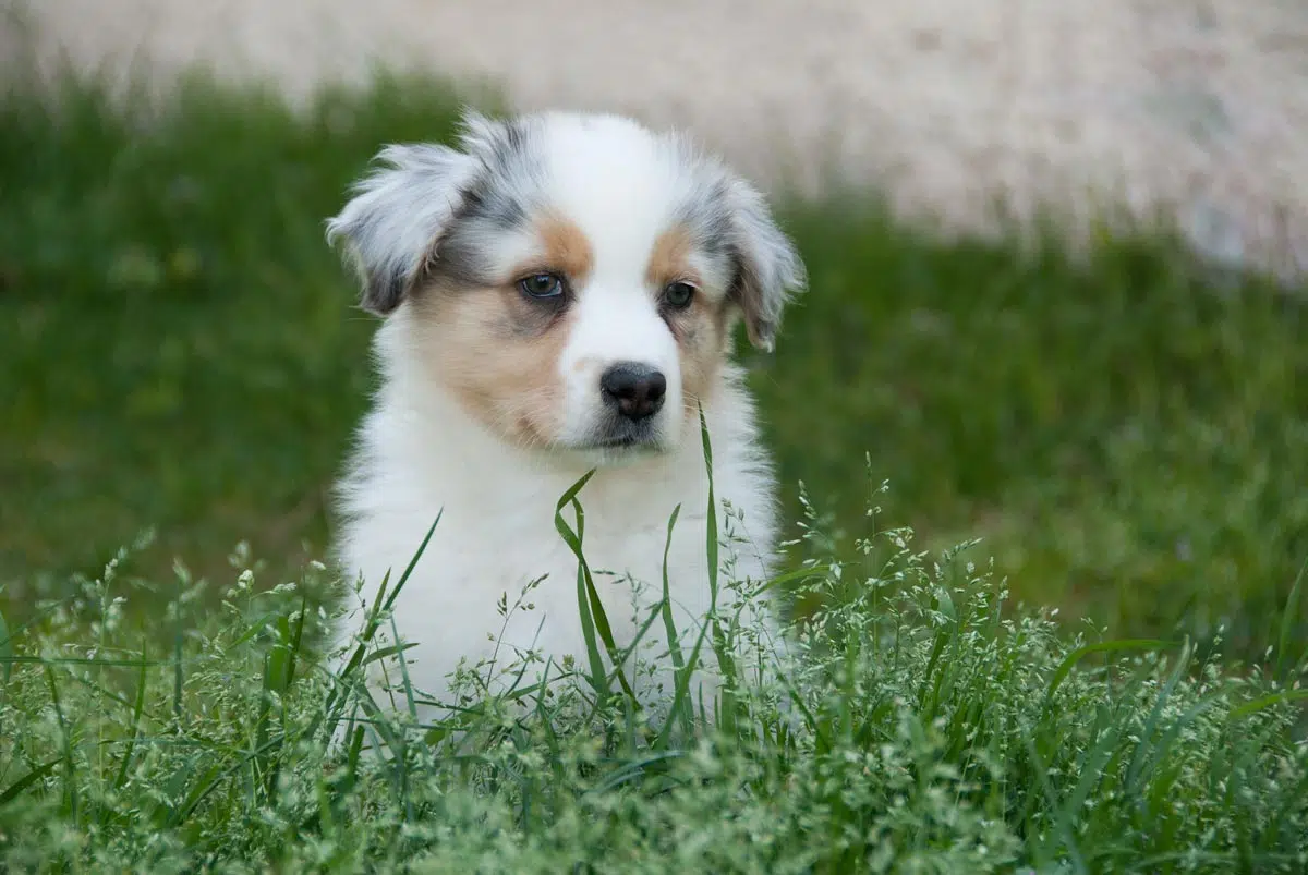 Chiot berger australien à 2 mois - Photo Laureline