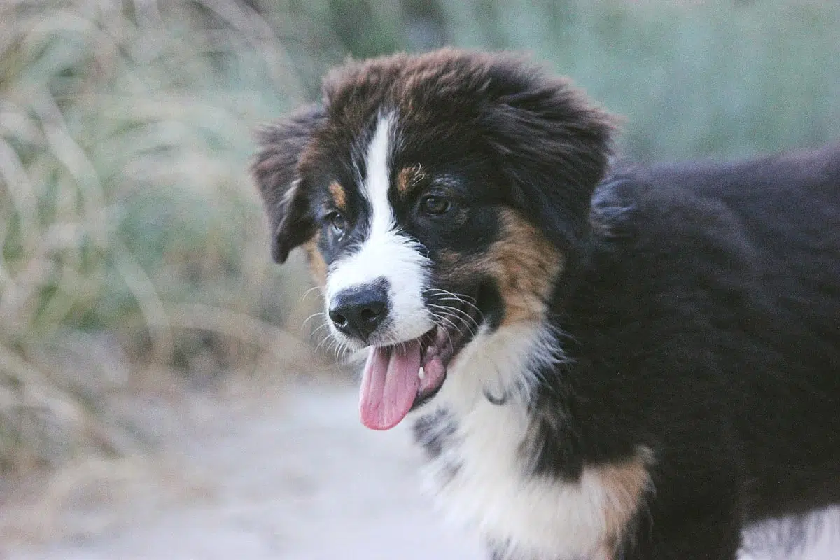 Chiot Berger australien - Photo de Marion Trocq