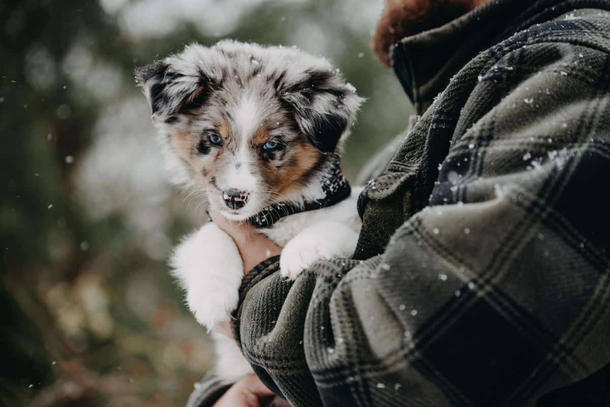 Chiot Berger australien