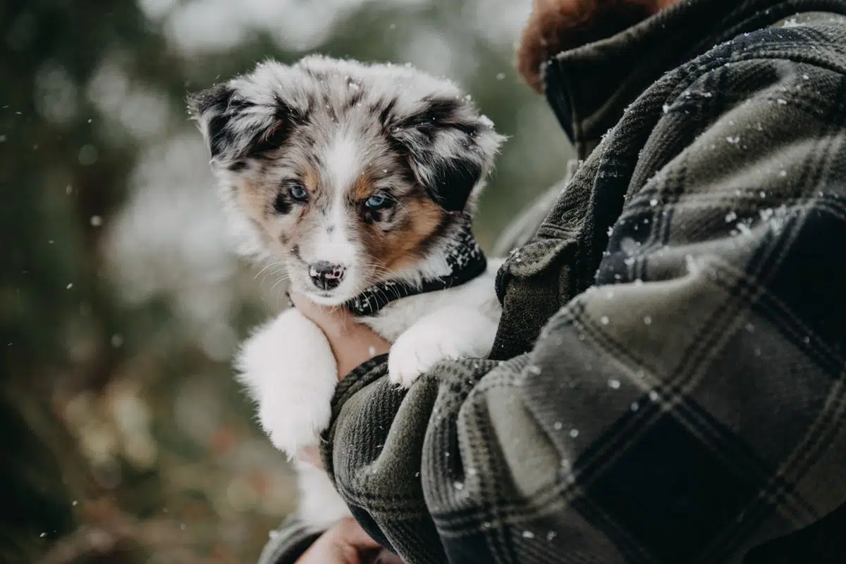 Chiot Berger australien