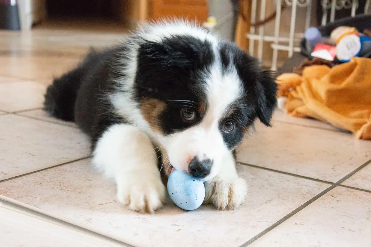 chiot berger australien - Photo de Solene