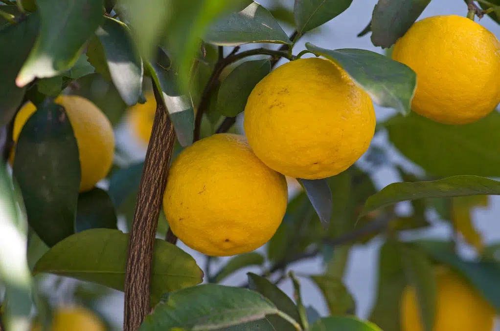 citronnier Ichang Papeda