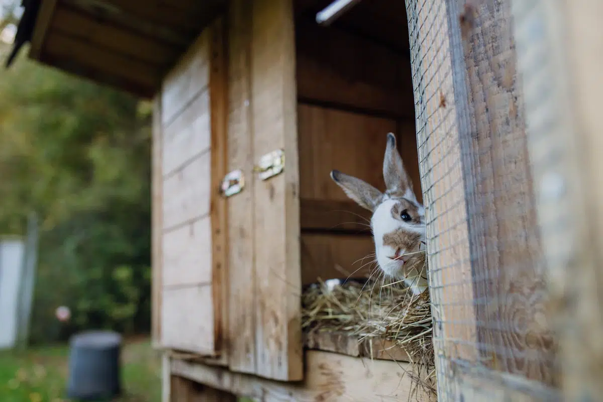 Vente de lapin