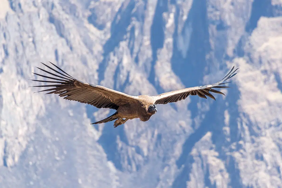 Condor des Andes