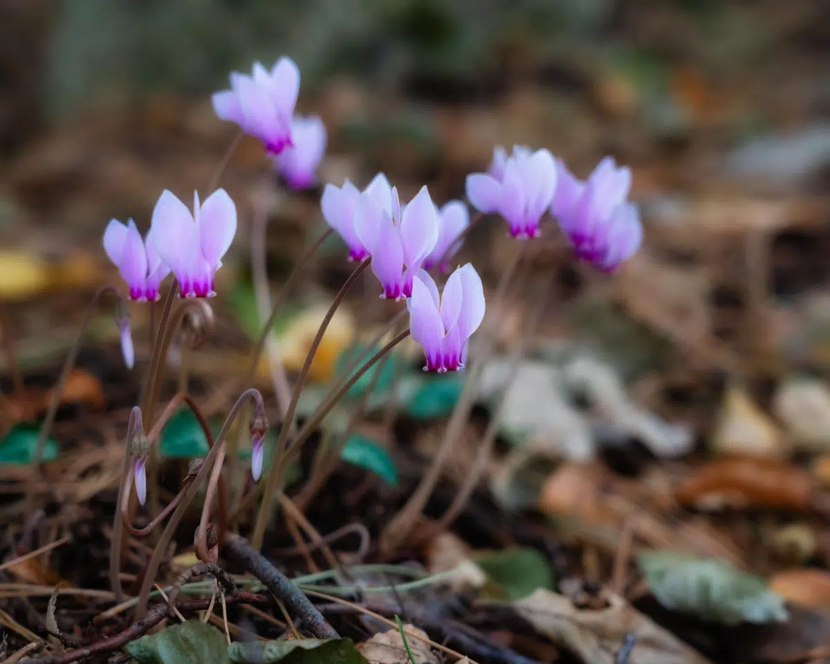 Cyclamen