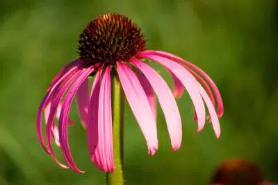 Échinacée, nom de fleur commençant par E