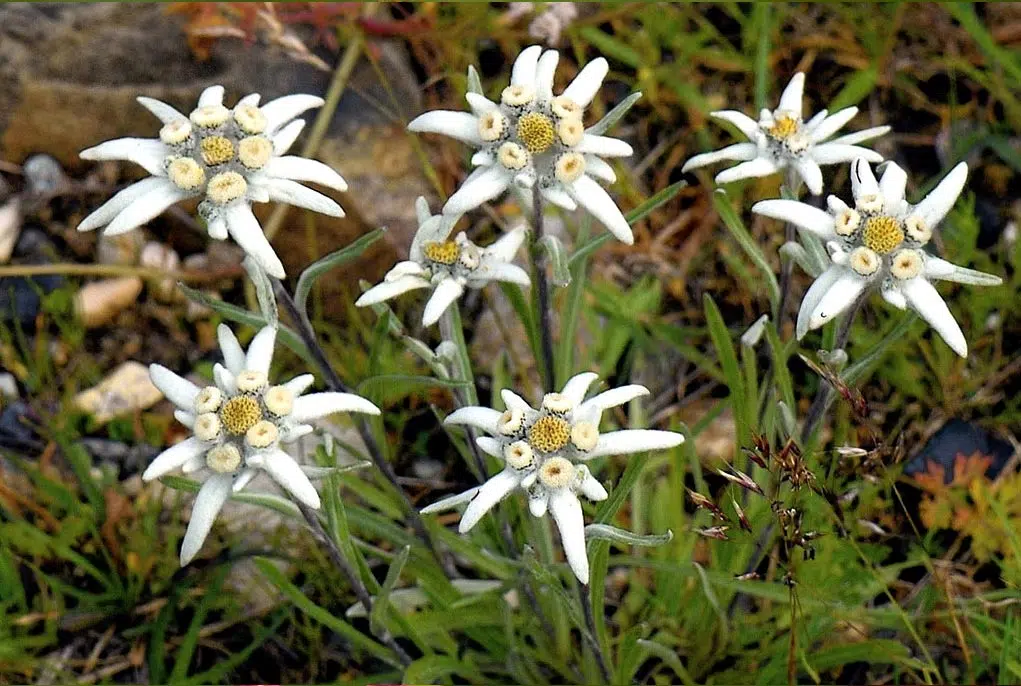 Edelweiss