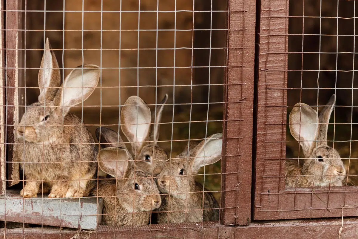 Élevage de lapin