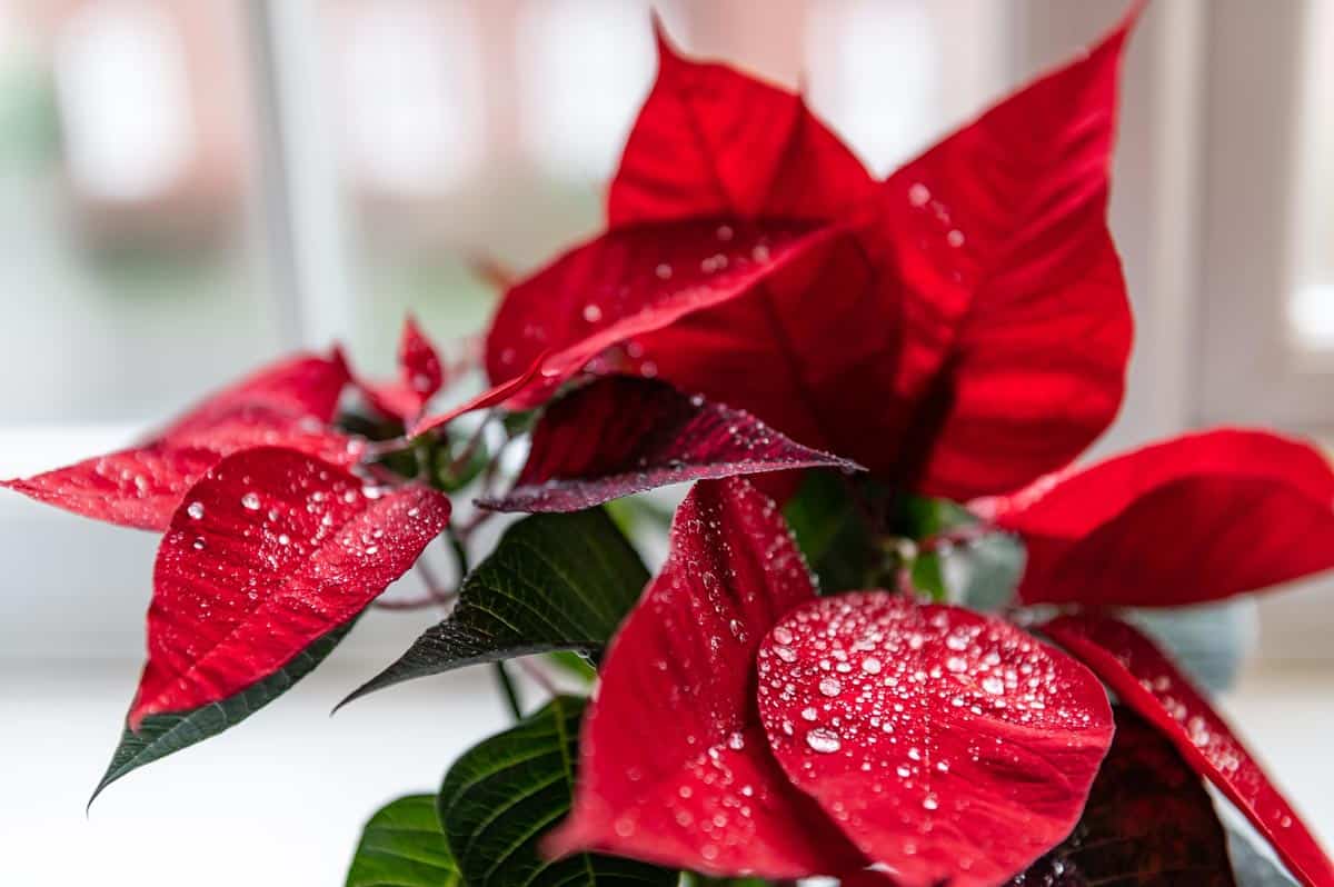 Entretien poinsettia