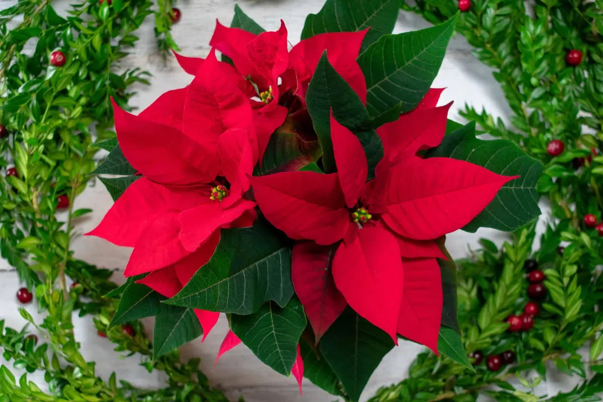 Les étoiles rouges du poinsettias