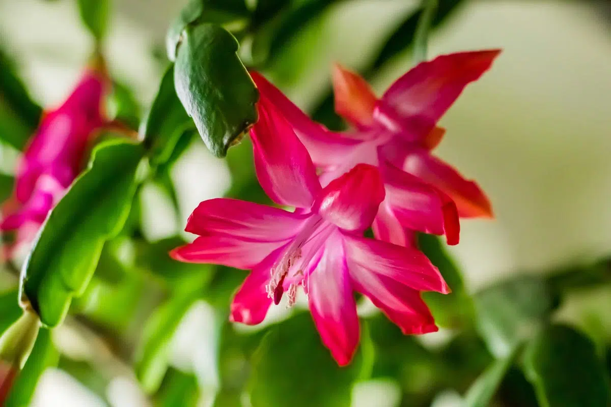 Floraison du cactus de Noël