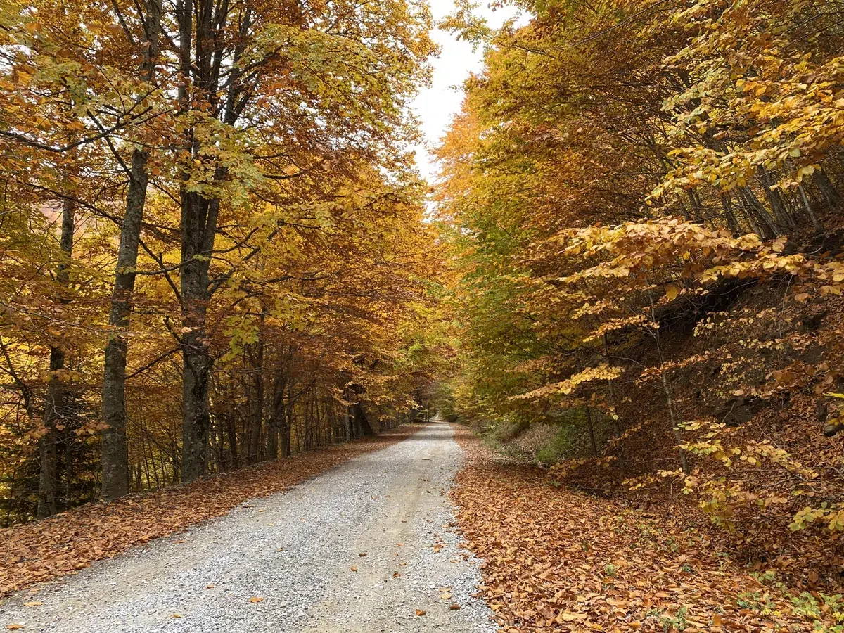 2 types de forêts, privées ou publiques