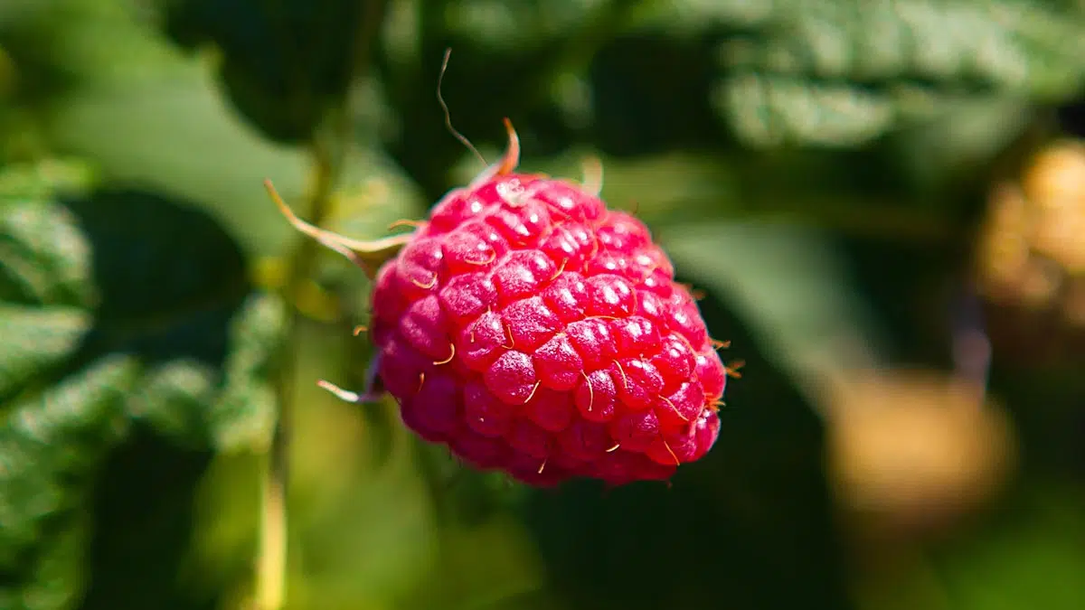 Abondance de framboise à la belle saison