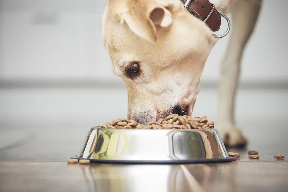 Fréquence repas chien