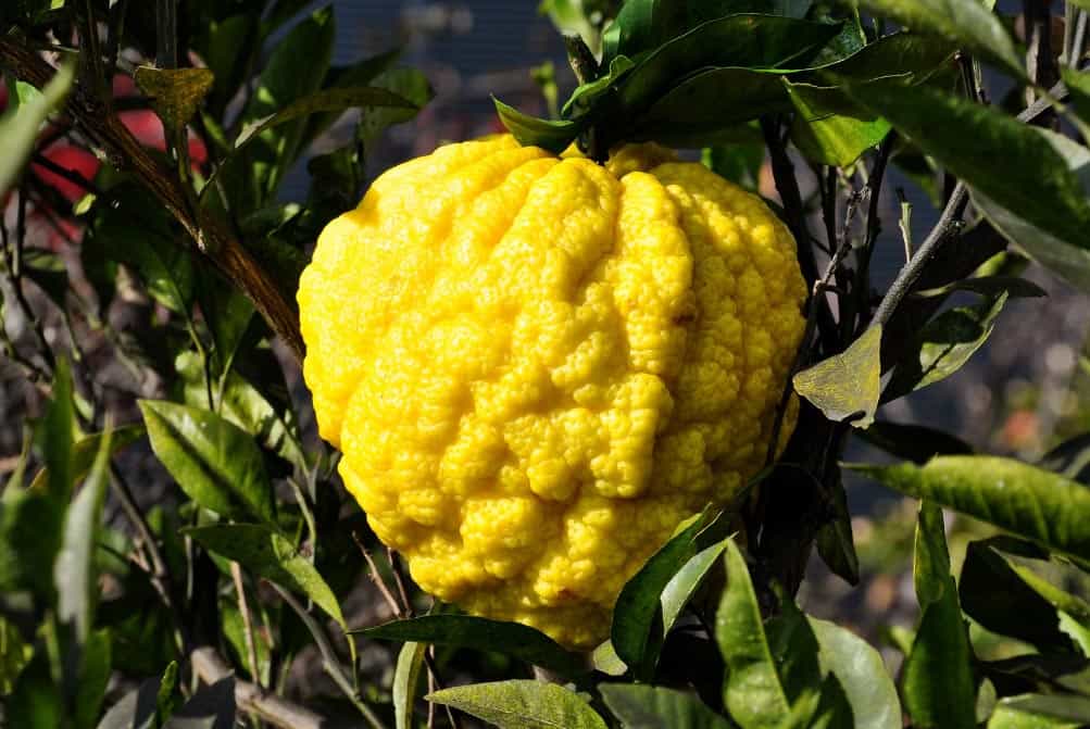 Qu'est-ce que le Yuzu