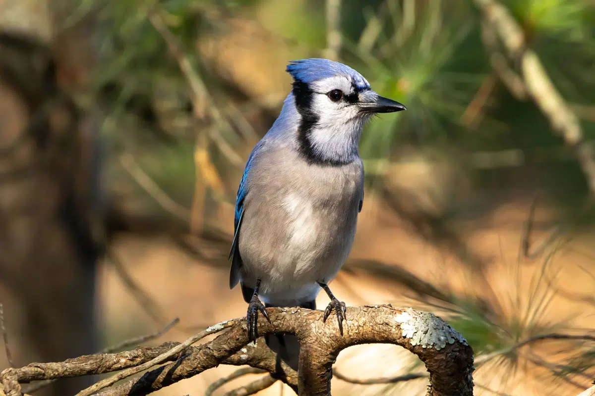 geai bleu dans le jardin 