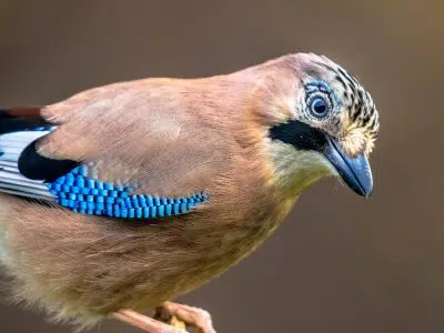 Le Geai des chênes, un oiseau qui contribue à l’écosystème forestier