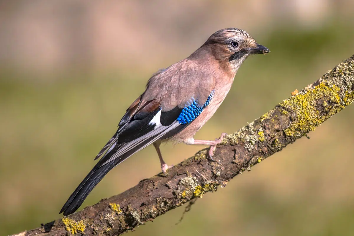 Le Geai des chênes est un corvidé de taille moyenne