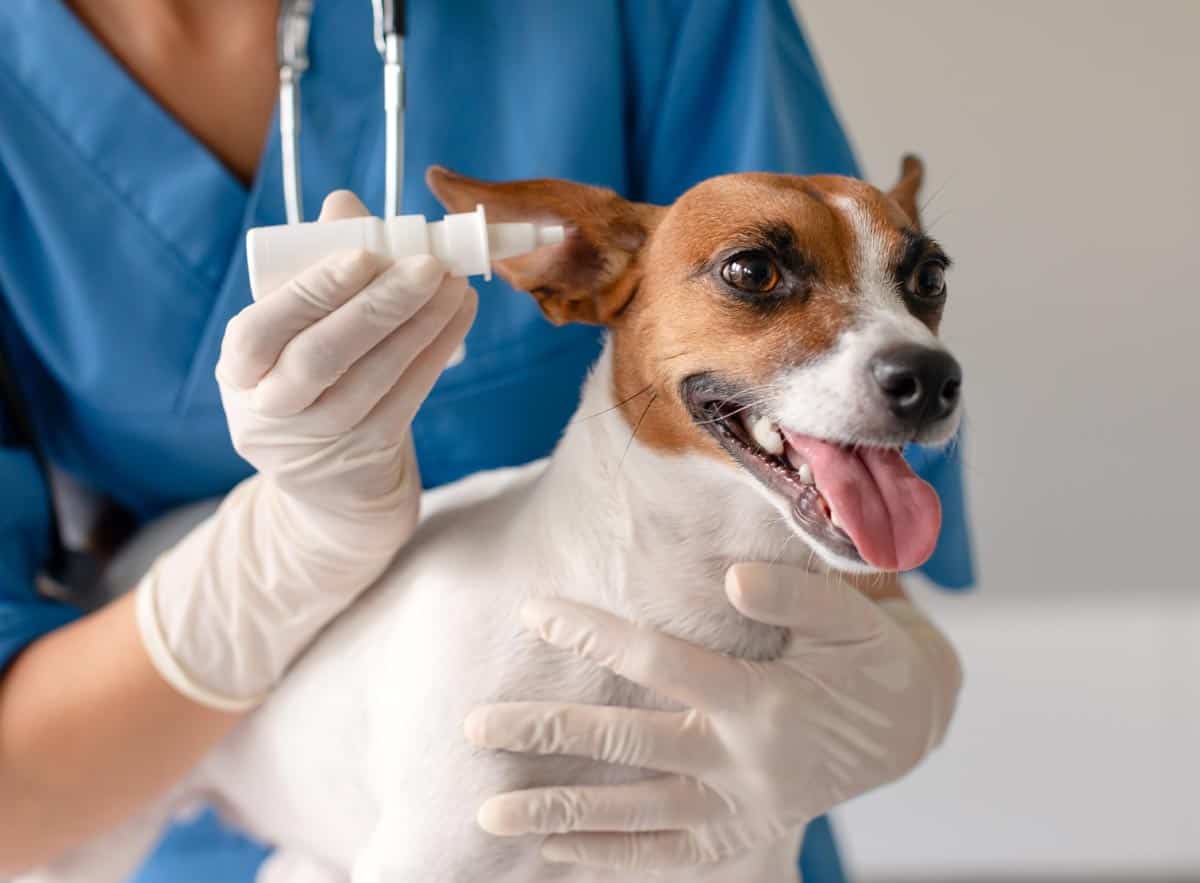 Gouttes dans l'oreille d'un chien