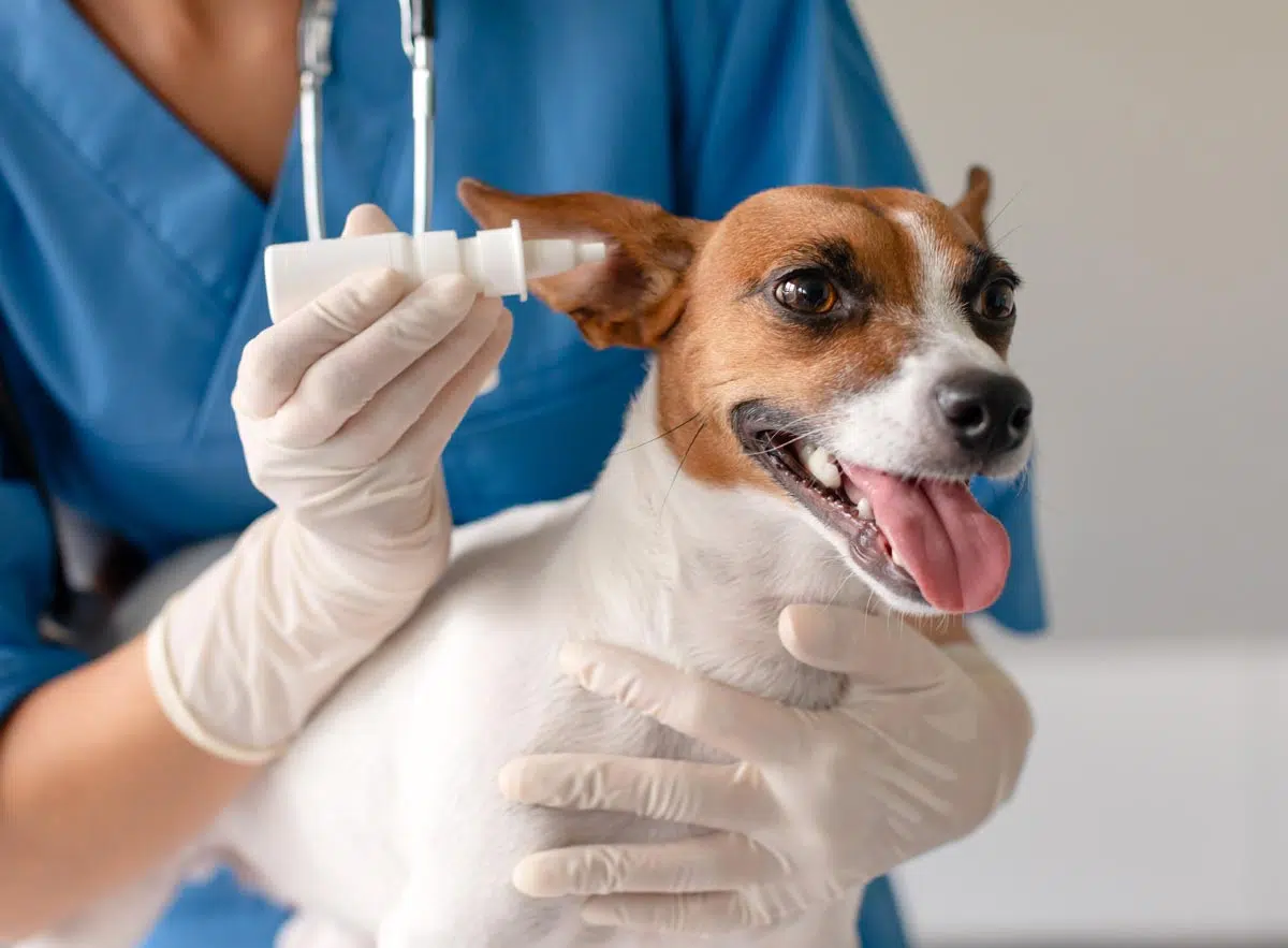 Gouttes dans l'oreille d'un chien