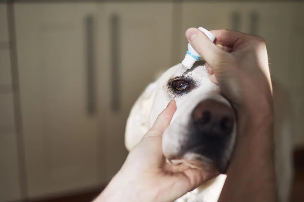 Gouttes dans les yeux d'un chien