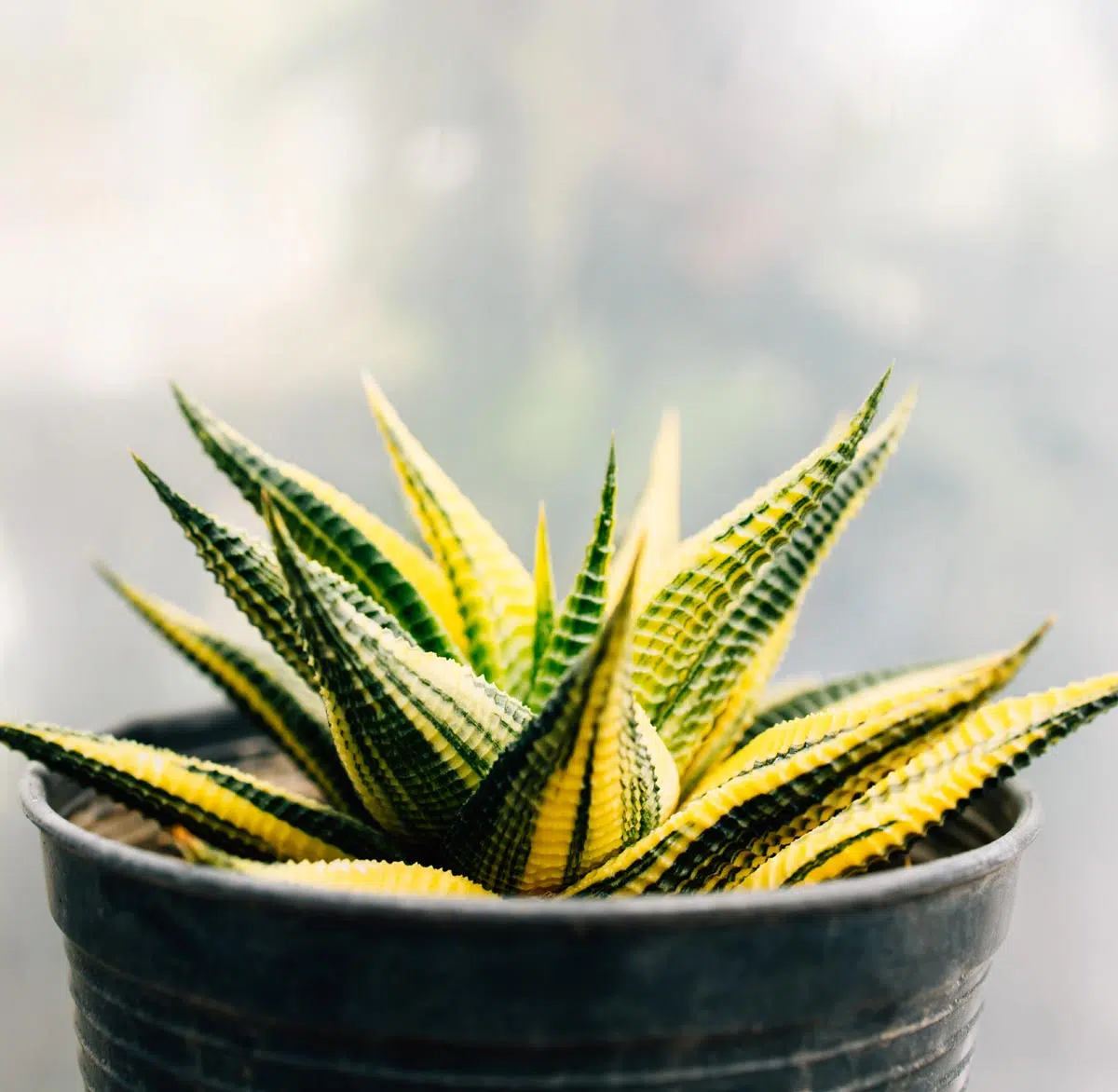 Haworthias - plante succulente
