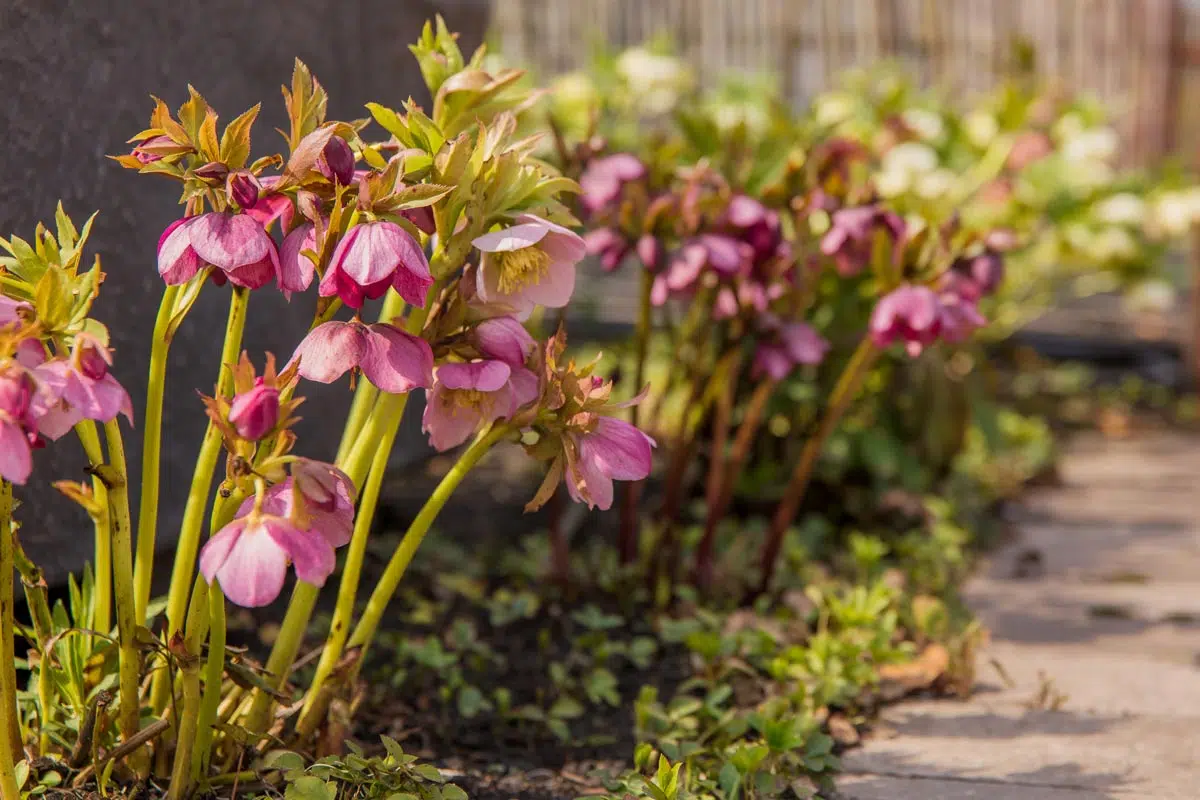 Hellebore