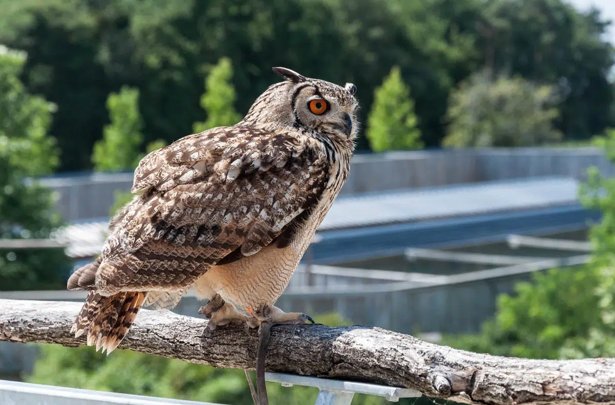 Hibou Grand-Duc