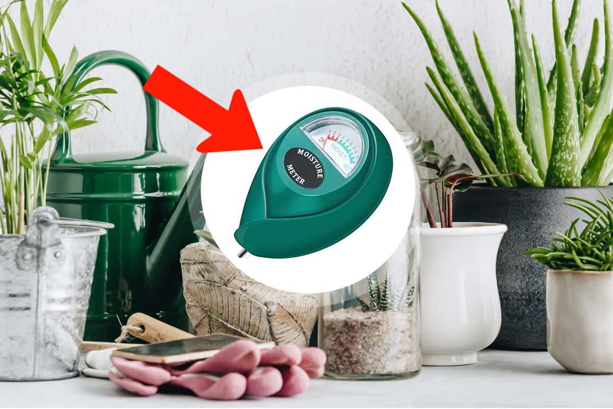 L’humidimètre : la solution pour savoir quand arroser ses plantes
