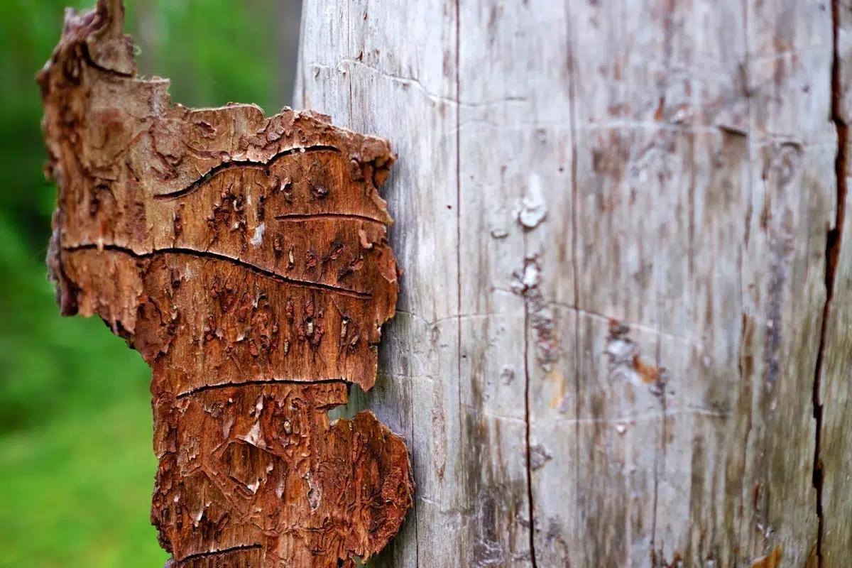 Nettoyage des troncs d'arbre