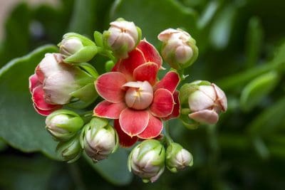 Kalanchoé en fleurs